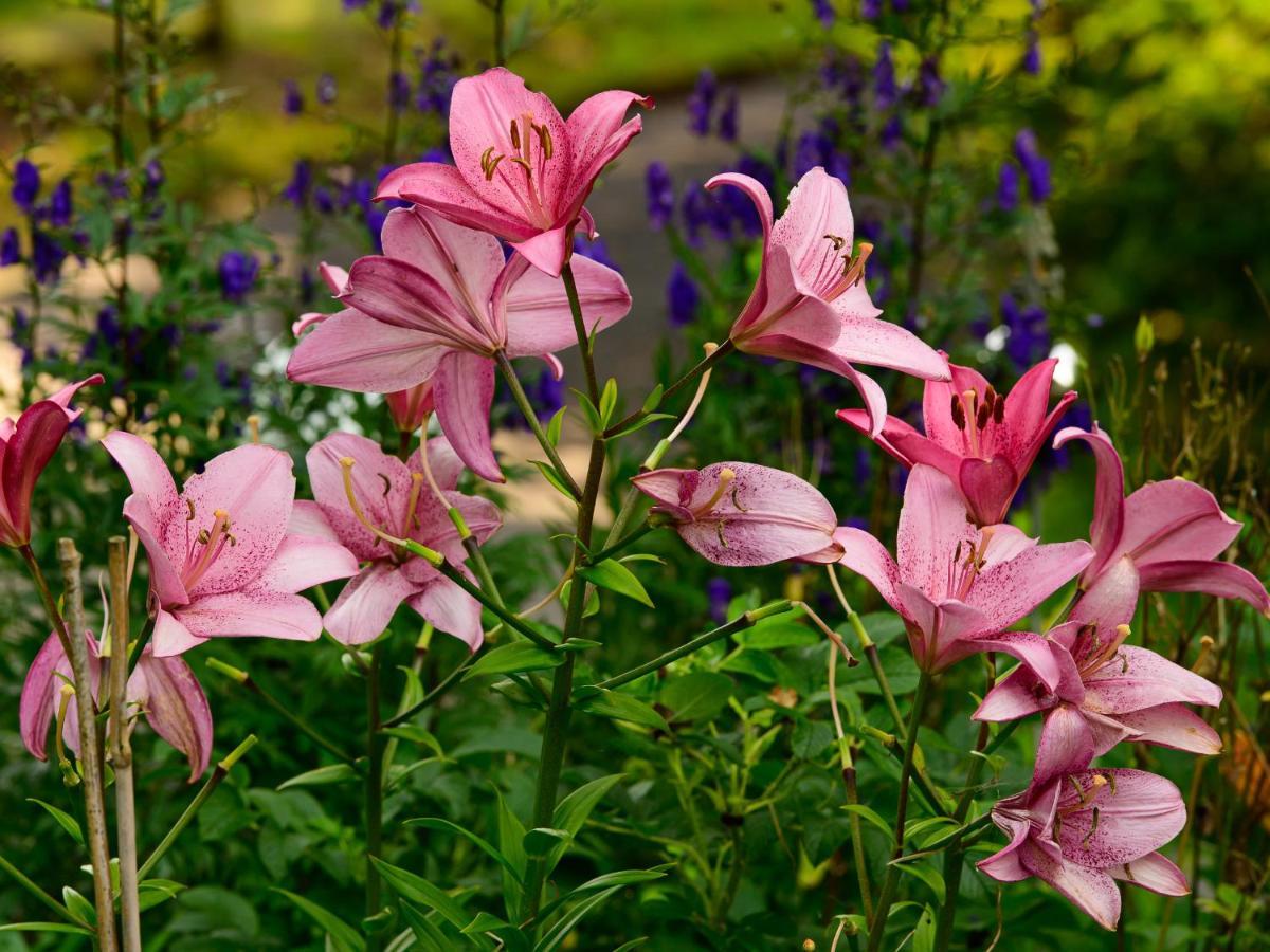 Herberge Zur Rose Brotterode Kültér fotó